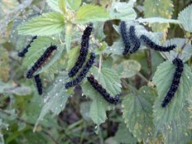 bald Schmetterling.JPG