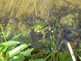 Frosch.JPG
