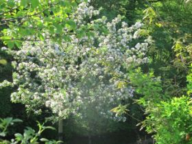 apfelbaumblüte.JPG
