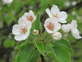 birnbaumblüten.JPG