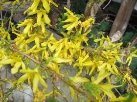 forsythie.JPG