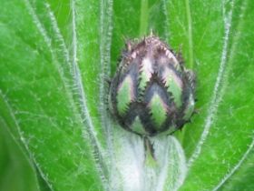 spring 3IMG_3366.JPG